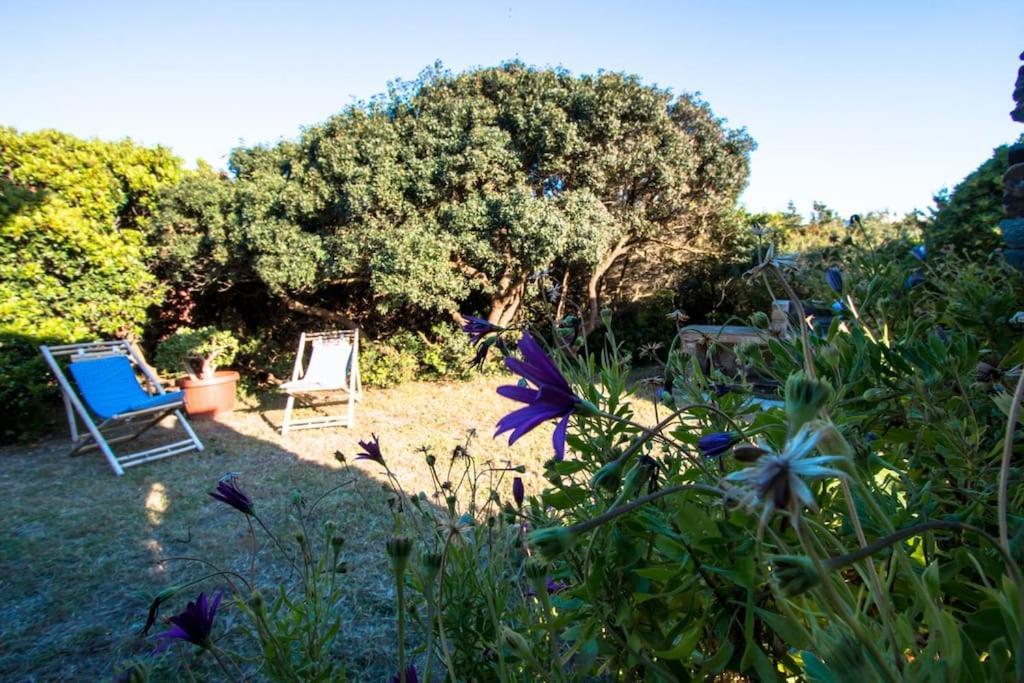 L' Elicriso, A Pochi Passi Dal Mare Con Giardino Privato - The Elicriso, A Few Meters From The Sea, With Private Garden Stintino Exterior foto